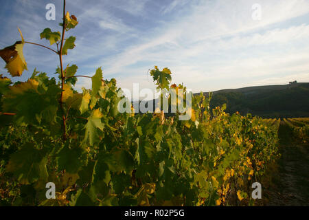 Weinberg in Monterongriffoli, in der Nähe von Montalcino in der Provinz Siena, Toskana, Italien Stockfoto