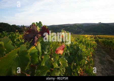 Weinberg in Monterongriffoli, in der Nähe von Montalcino in der Provinz Siena, Toskana, Italien Stockfoto