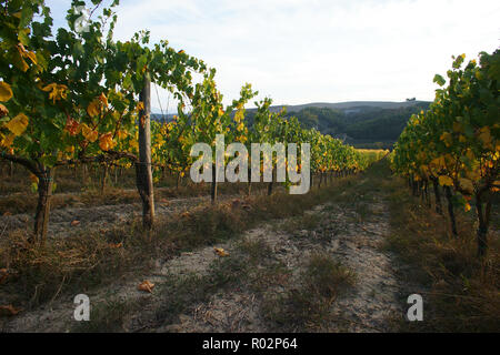 Weinberg in Monterongriffoli, in der Nähe von Montalcino in der Provinz Siena, Toskana, Italien Stockfoto