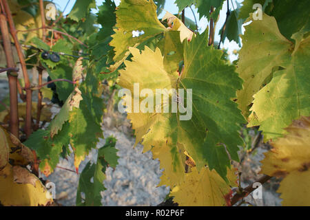 Weinberg in Monterongriffoli, in der Nähe von Montalcino in der Provinz Siena, Toskana, Italien Stockfoto