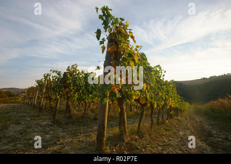 Weinberg in Monterongriffoli, in der Nähe von Montalcino in der Provinz Siena, Toskana, Italien Stockfoto