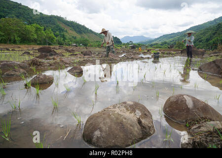 Kiulu Sabah Malaysia-June 26, 2018: Landwirte paddy Bepflanzung mit der herkömmlichen Methode in Kiulu Sabah Malaysia Borneo. Stockfoto