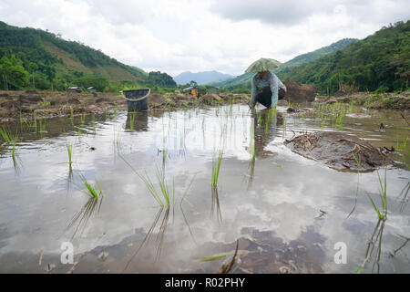 Kiulu Sabah Malaysia-June 26, 2018: Landwirte paddy Bepflanzung mit der herkömmlichen Methode in Kiulu Sabah Malaysia Borneo. Stockfoto