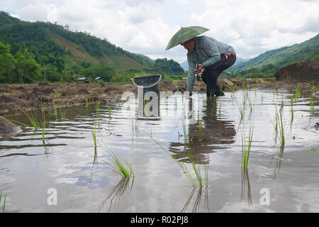 Kiulu Sabah Malaysia-June 26, 2018: Landwirte paddy Bepflanzung mit der herkömmlichen Methode in Kiulu Sabah Malaysia Borneo. Stockfoto