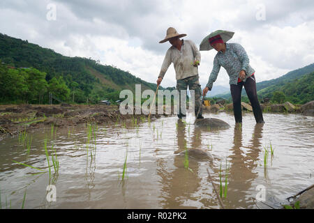 Kiulu Sabah Malaysia-June 26, 2018: Landwirte paddy Bepflanzung mit der herkömmlichen Methode in Kiulu Sabah Malaysia Borneo. Stockfoto