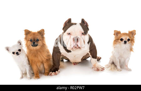 Männliche amerikanische Bully und kleine Hunde vor weißem Hintergrund Stockfoto