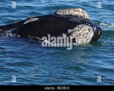 Southern Right Whale Nahaufnahme Stockfoto