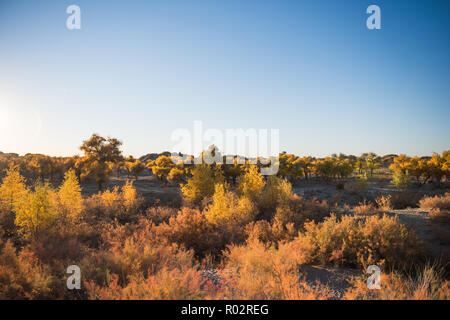 Populus euphratica mit goldenen Blätter in Dessert unter blauem Himmel im Herbst in Ejinaqi, der Inneren Mongolei in China. Stockfoto