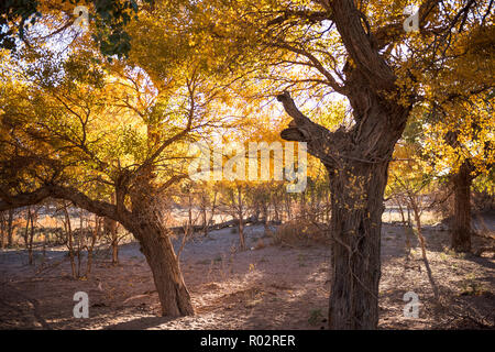 Populus euphratica mit goldenen Blätter in Dessert unter blauem Himmel im Herbst in Ejinaqi, der Inneren Mongolei in China. Stockfoto