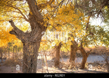 Populus euphratica mit goldenen Blätter in Dessert unter blauem Himmel im Herbst in Ejinaqi, der Inneren Mongolei in China. Stockfoto