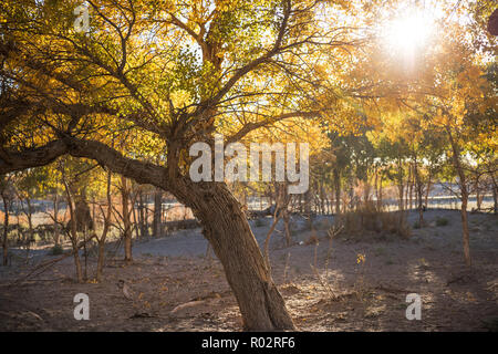 Populus euphratica mit goldenen Blätter in Dessert unter blauem Himmel im Herbst in Ejinaqi, der Inneren Mongolei in China. Stockfoto