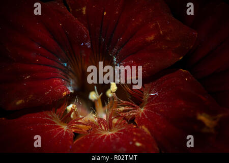 Kapuzinerkresse Blume, Eingang Nektarien beschichtet mit fluoreszierenden Pollenkörner auf blütenblätter von UV-Licht sonst aus menschlichen Vision ausgeblendet Stockfoto