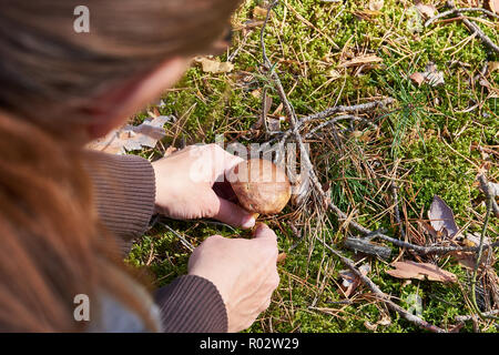 Nahaufnahme der Hand einer jungen Frau auf der Suche nach einer Reinigung Pilz, in einem Wald mit einer Nadel und einer Moss in einem Herbst Tag Stockfoto