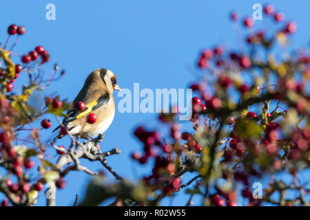 Schöne Stieglitz Fütterung auf Beeren der Gemeinsamen Weißdorn Rosa Moschata Stockfoto