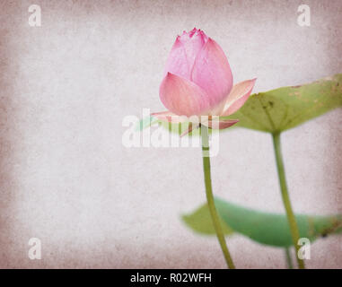 Seerose auf strukturiertem Grunge Hintergrund Stockfoto