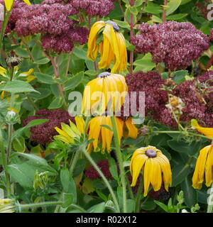 Rudbeckia hirta Firsy Frost auf, Indian Summer und Sedum Stockfoto