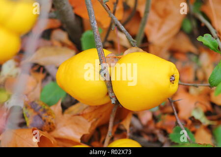 Gelbe, reife Früchte der japanische Quitte (chaenomeles Hybride). Stockfoto