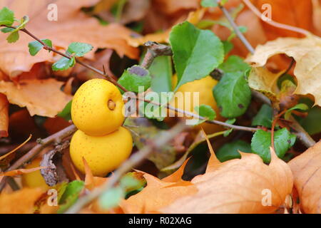 Gelbe Früchte der Blüte oder japanische Quitte Reif. Braun und Grün folage herum. Stockfoto