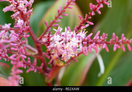 Florale Fotografien aus der versunkenen Gärten in Tampa Florida Stockfoto