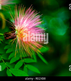 Florale Fotografien aus der versunkenen Gärten in Tampa Florida Stockfoto