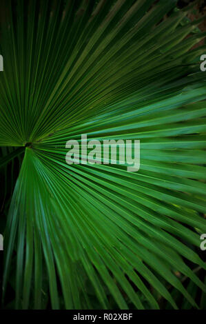 Florale Fotografien aus der versunkenen Gärten in Tampa Florida Stockfoto