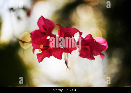 Florale Fotografien aus der versunkenen Gärten in Tampa Florida Stockfoto