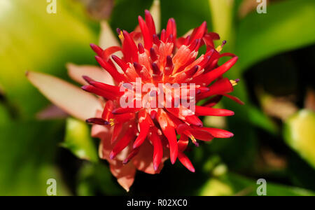 Florale Fotografien aus der versunkenen Gärten in Tampa Florida Stockfoto