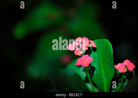 Florale Fotografien aus der versunkenen Gärten in Tampa Florida Stockfoto