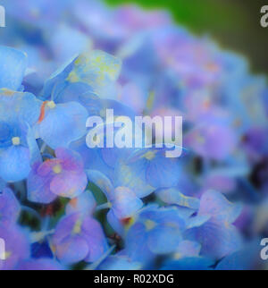 Florale Fotografien aus der versunkenen Gärten in Tampa Florida Stockfoto