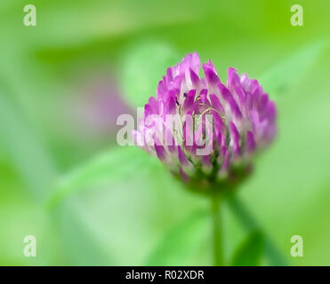 Florale Fotografien aus der versunkenen Gärten in Tampa Florida Stockfoto