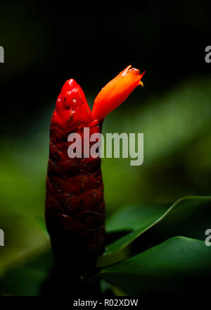 Florale Fotografien aus der versunkenen Gärten in Tampa Florida Stockfoto