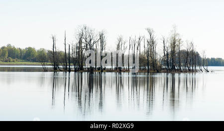 Pflanzen, Moose, Grün, Algen, leben, Algen, Pilze, Sonnenlicht, Leben, Endosymbiose, Cyanobakterien, Chlorophylle, Mykotroph, Chlorophyll, photosynthes Stockfoto