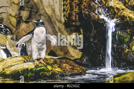 Gentoo Pinguin stehend auf Felsen über Eintauchen in Wasser in der Nähe von Wa Stockfoto