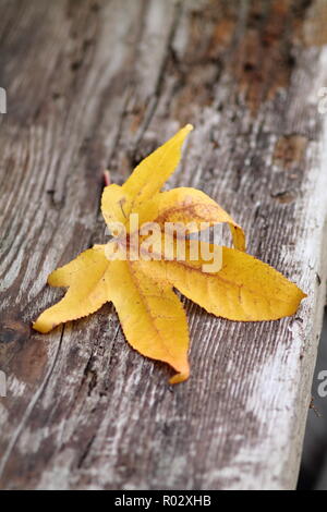 Gelb sweet Gum Tree Blatt auf einem vintage Holz Werkbank mit schönen strukturierte Oberfläche. Stockfoto