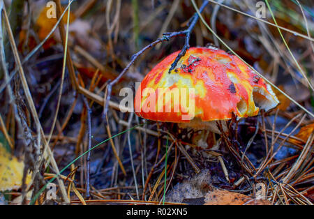 Red Pilz amanita giftig, auch genannt panther Kappe oder falsche Blusher, in natürlichen Holz "ambient. Giftig, Arzneimittel, essbare, tödlich. Menschliche Gesundheit Stockfoto