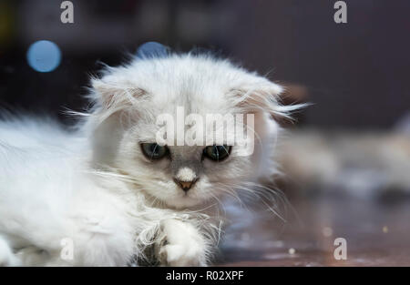 Nahaufnahme von weiße Katze Stockfoto