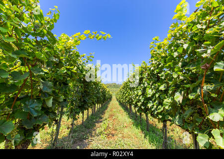 Sommer Landschaft mit Weinberg Zeilen mit unscharfen Vordergrund. Zeilen der Trauben, frische grüne Blätter. Landwirtschaft Landschaft, trinken Zutat Stockfoto