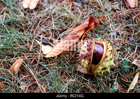 Herbst Bild mit conker in dotierten Shell und Rosskastanie Blatt auf trockenem Gras Boden. Stockfoto