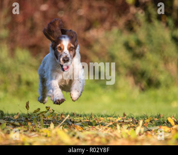 Welsh Springer Spaniel Stockfoto