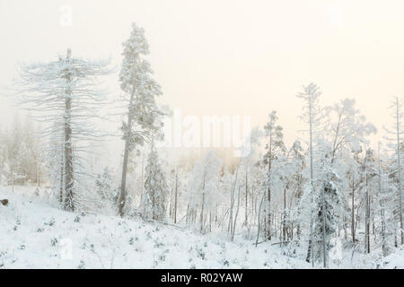 Alten Baumstumpf Baum in eine eisige Winterlandschaft an einem Moor Stockfoto