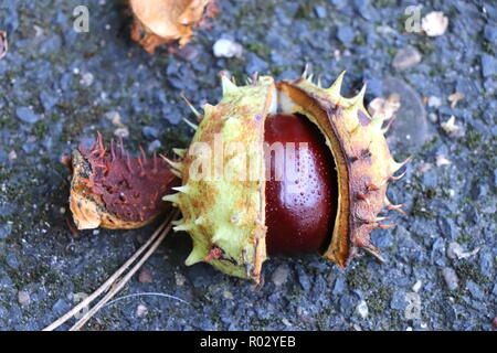 Rosskastanie Mutter in offenen spicky Shell auf Steinboden. Stockfoto