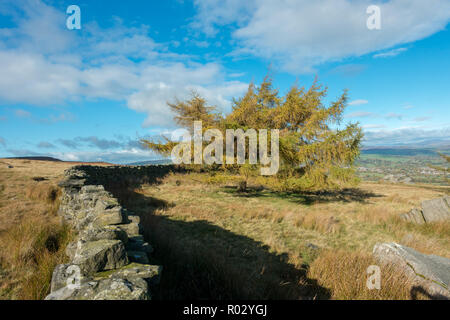 Einzelzimmer lärche Baum im Herbst Farben neben einer alten Steinmauer, Ilkley Moor, West Yorkshire, UK Stockfoto