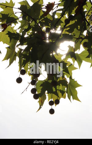 Sycamore Kugeln und Blätter auf einem Zweig an sonnigen Herbsttag in Deutschland. Bild gegen Sonnenlicht. Ausgewählte konzentrieren. Stockfoto