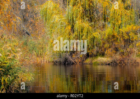 Bild von vergilbten Willow auf der Bank eines dunklen Fluss im Herbst Stockfoto