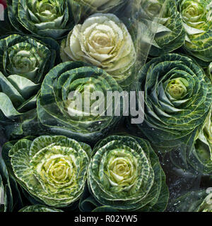 Die Brassica oleracea acephala oder Grünkohl und Collard Greens dekorative Pflanze Stockfoto