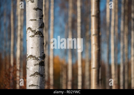 Herbst Birkenwald. Fokus auf Baumstamm auf der linken Seite. Geringe Tiefenschärfe. Stockfoto