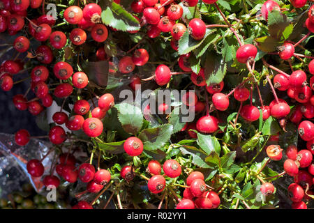 Die roten Beeren auf dornigen Zweigen der Weißdorn Weißdorn (Crataegus) auf unscharfen Hintergrund. Genießbare Früchte. Stockfoto