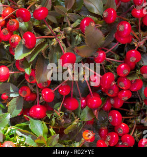 Die roten Beeren auf dornigen Zweigen der Weißdorn Weißdorn (Crataegus) auf unscharfen Hintergrund. Genießbare Früchte. Stockfoto