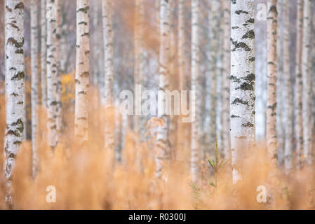 Birke (Betula pendula) Baumstämme im Herbst Wald. Stockfoto