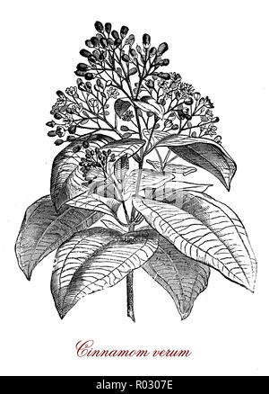 Vintage botanischen Gravur von cinnamomum Verum oder wahre Zimtbaumes, immergrüne Baum native auf Sri Lanka, die innere Rinde wird verwendet, Zimt zu machen Stockfoto